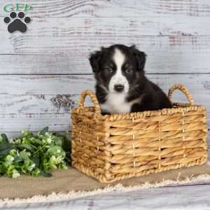 Trex, Miniature Australian Shepherd Puppy